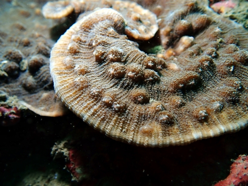 Orange Eyes Colored eye cup coral