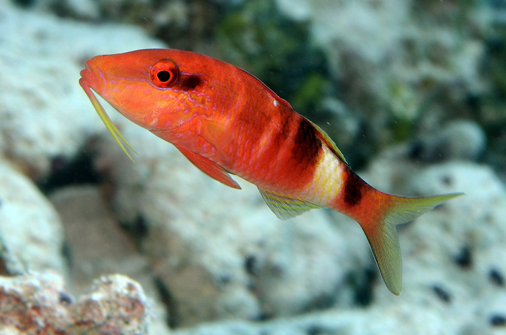 Photo of Black Spot Goatfish