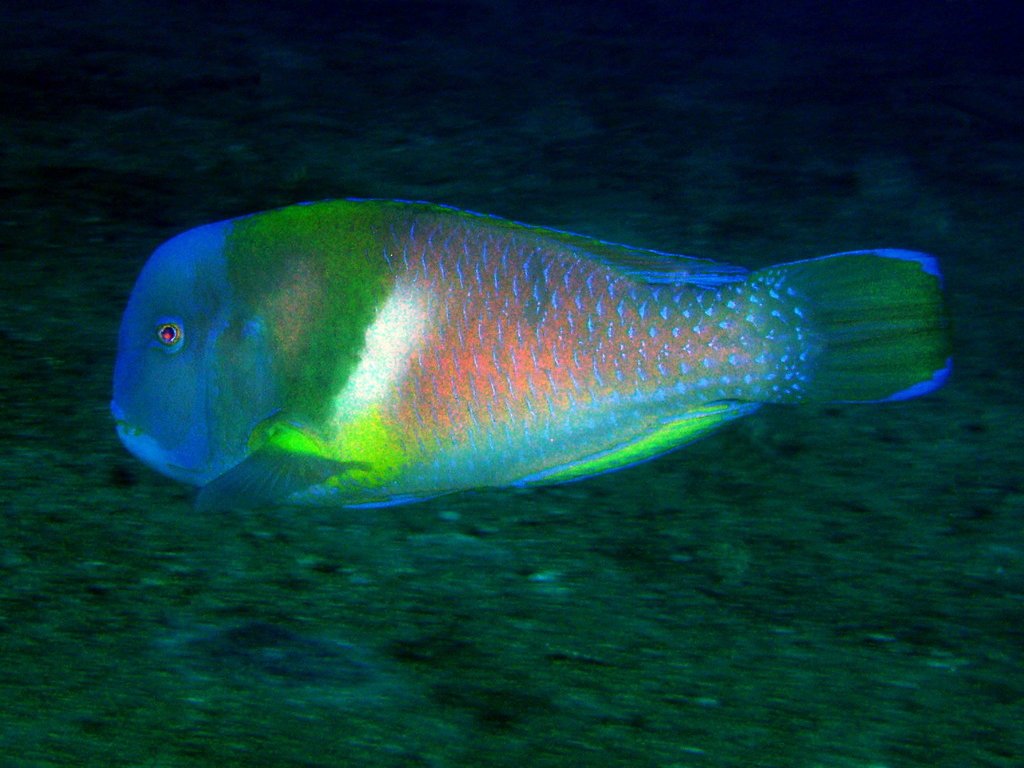 Azurio tuskfish/Scarbreast Tuskfish