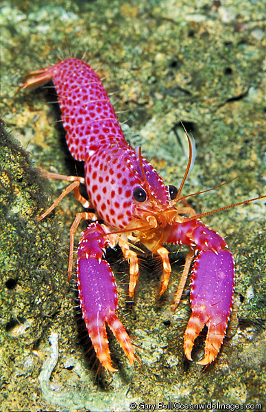 Photo of Debelius reef lobster/Homard violet
