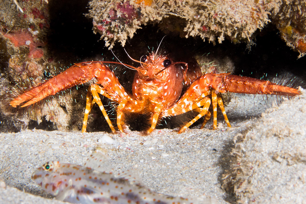 Red Reef Lobster/Red Majestic Shrimp