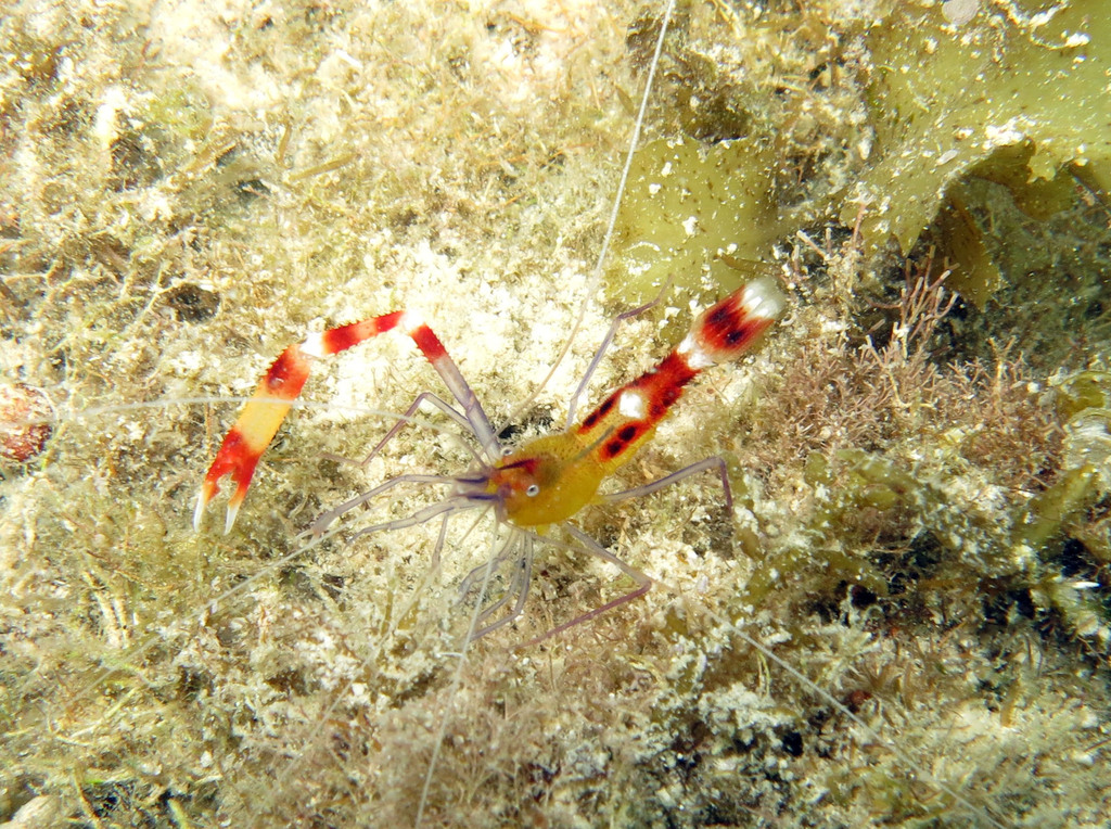 Blue-legged boxer shrimp/Banded Shrimp Yellow