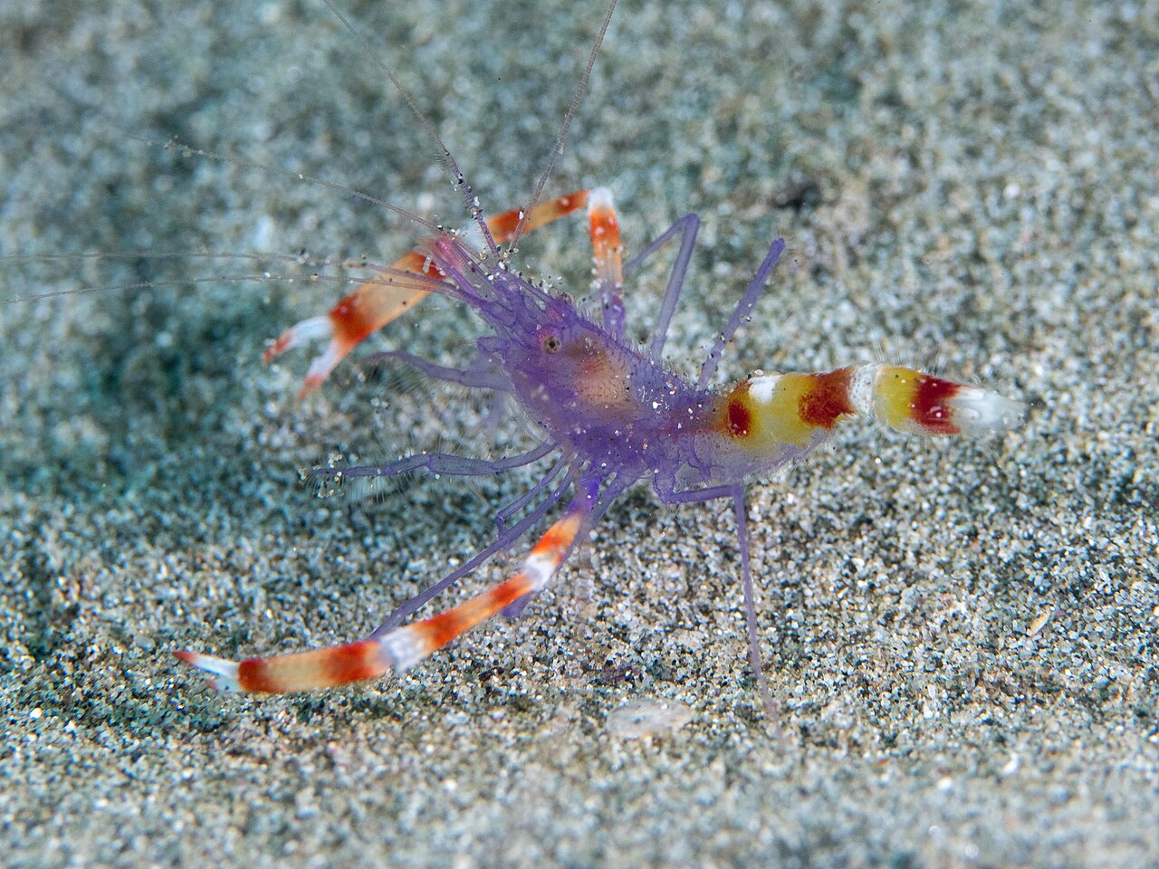 Blue Boxer Shrimp