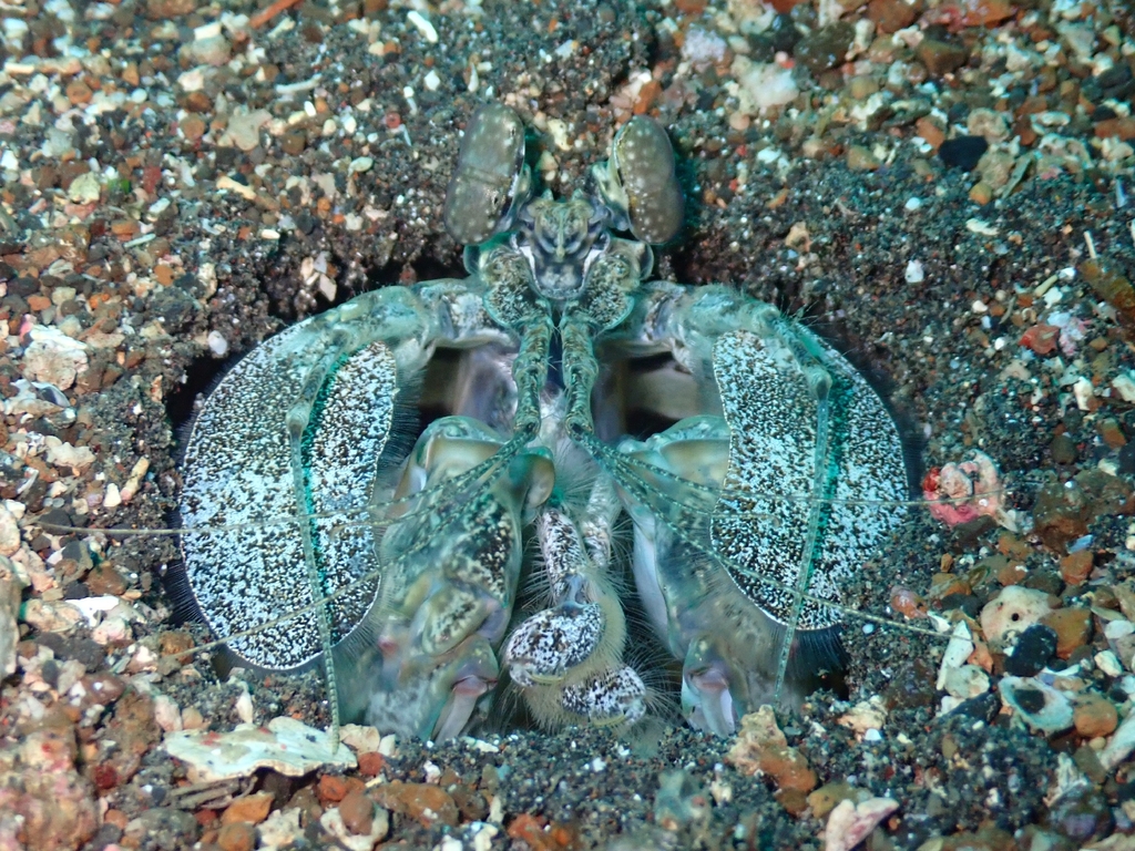 Common banded mantis shrimp/Zebra Shrimp