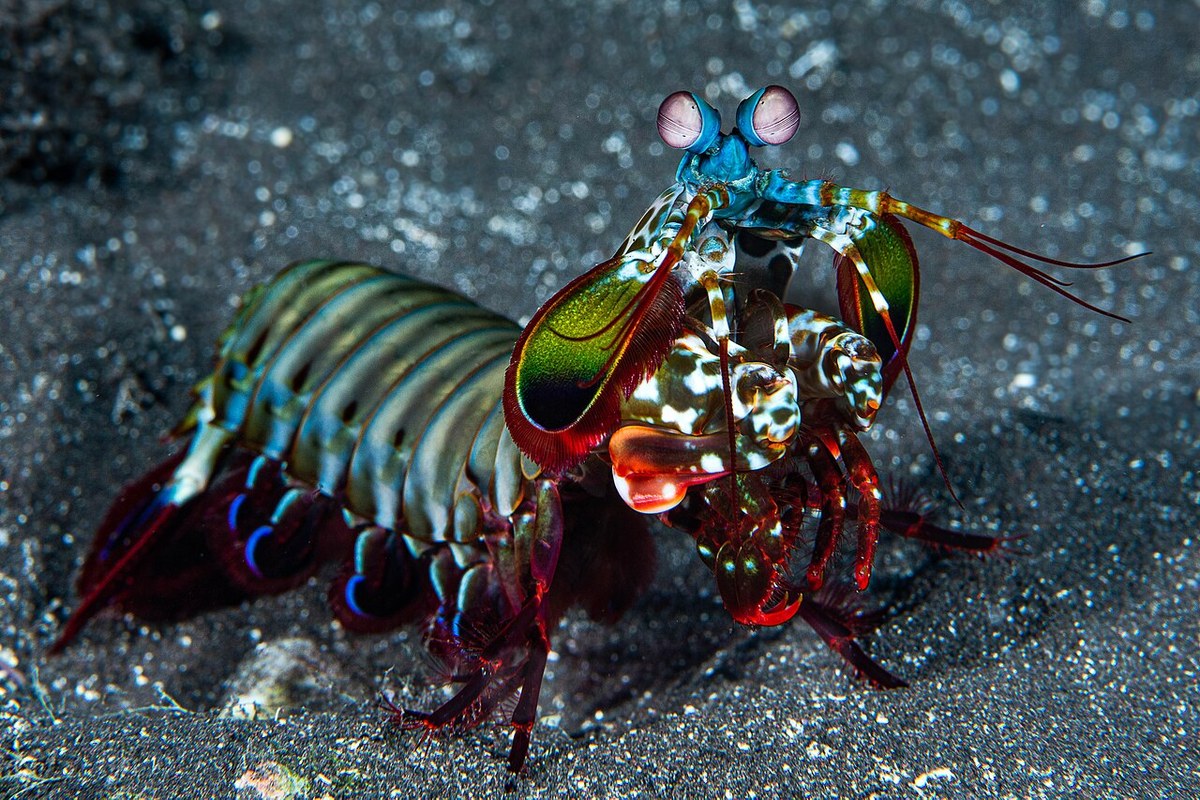 Reef odontodactylid Mantis Shrimp
