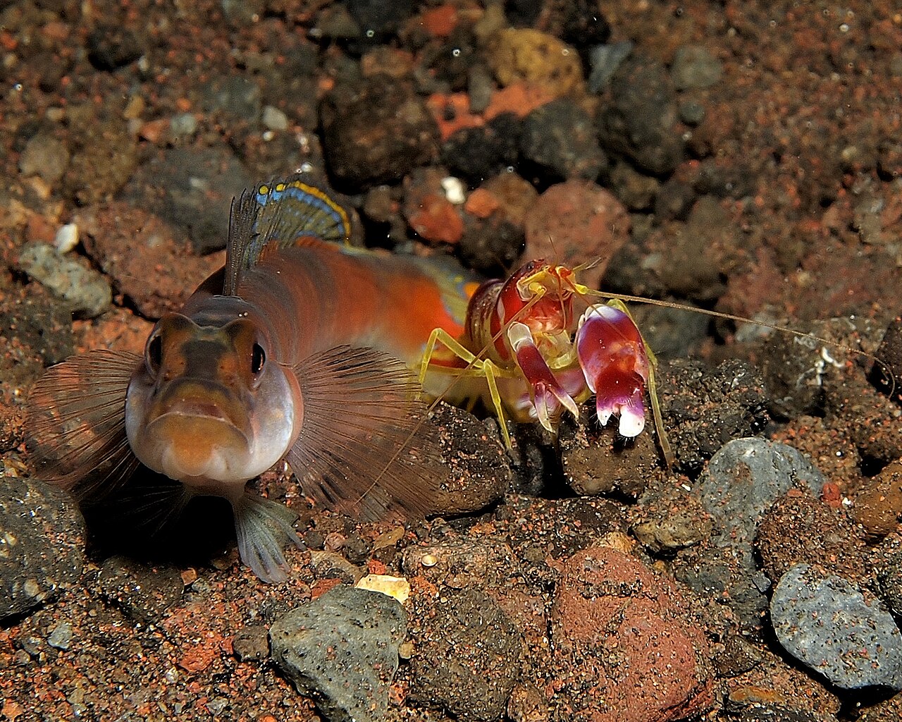 Randall's Snapping/ Candy Pistol Shrimp