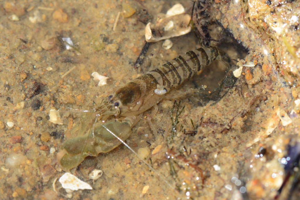 Shrimp Simbiotic Beautifful