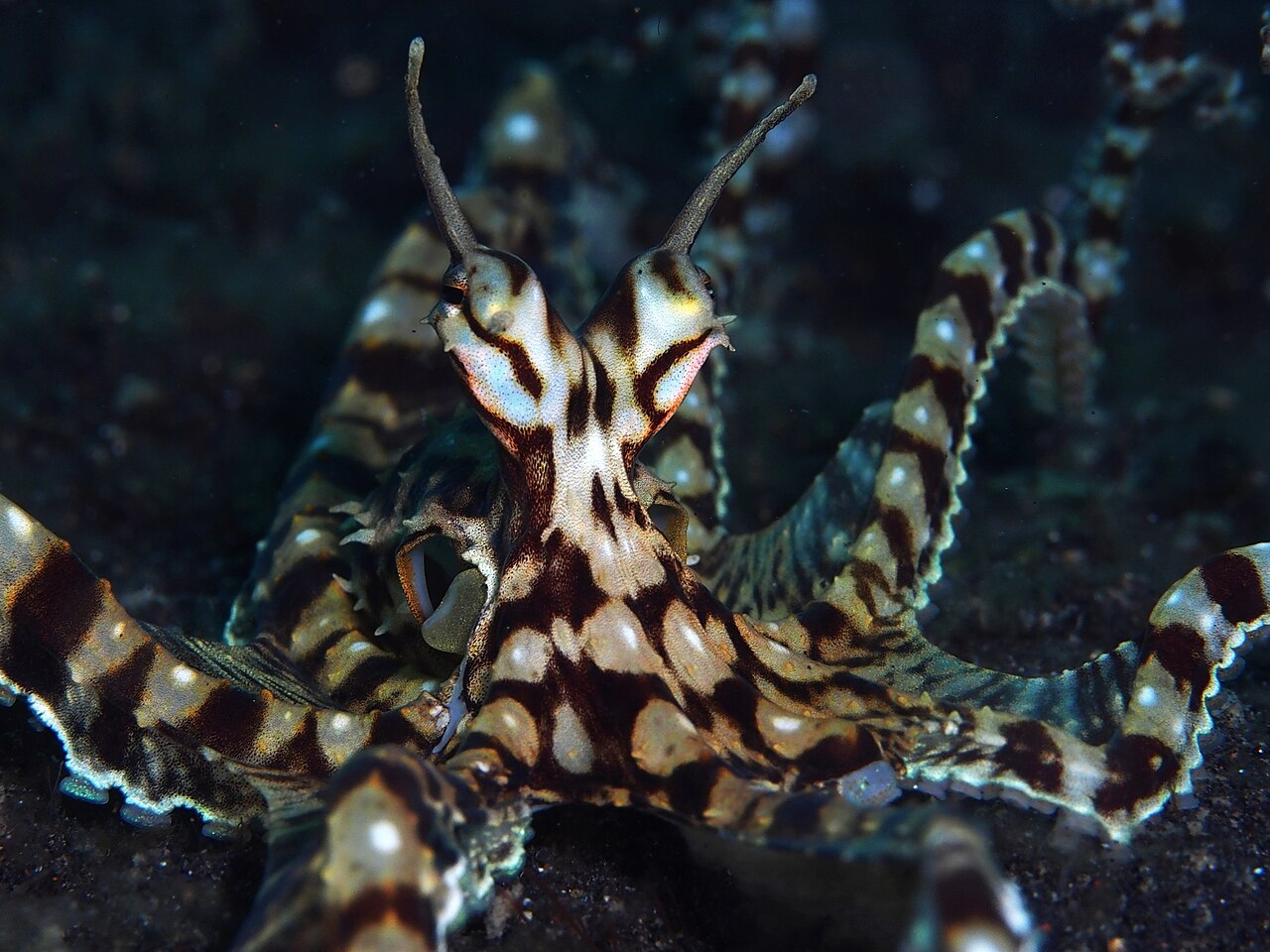 Mimic/Zebra octopus