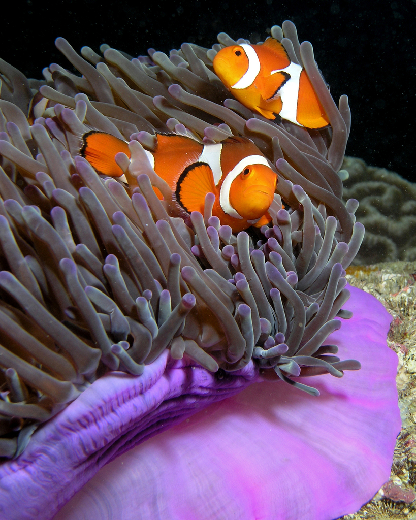 Ritteri Anemone