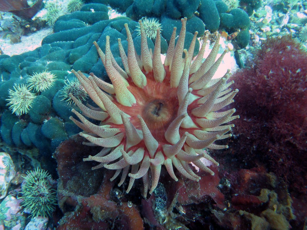 Dahlia anemone