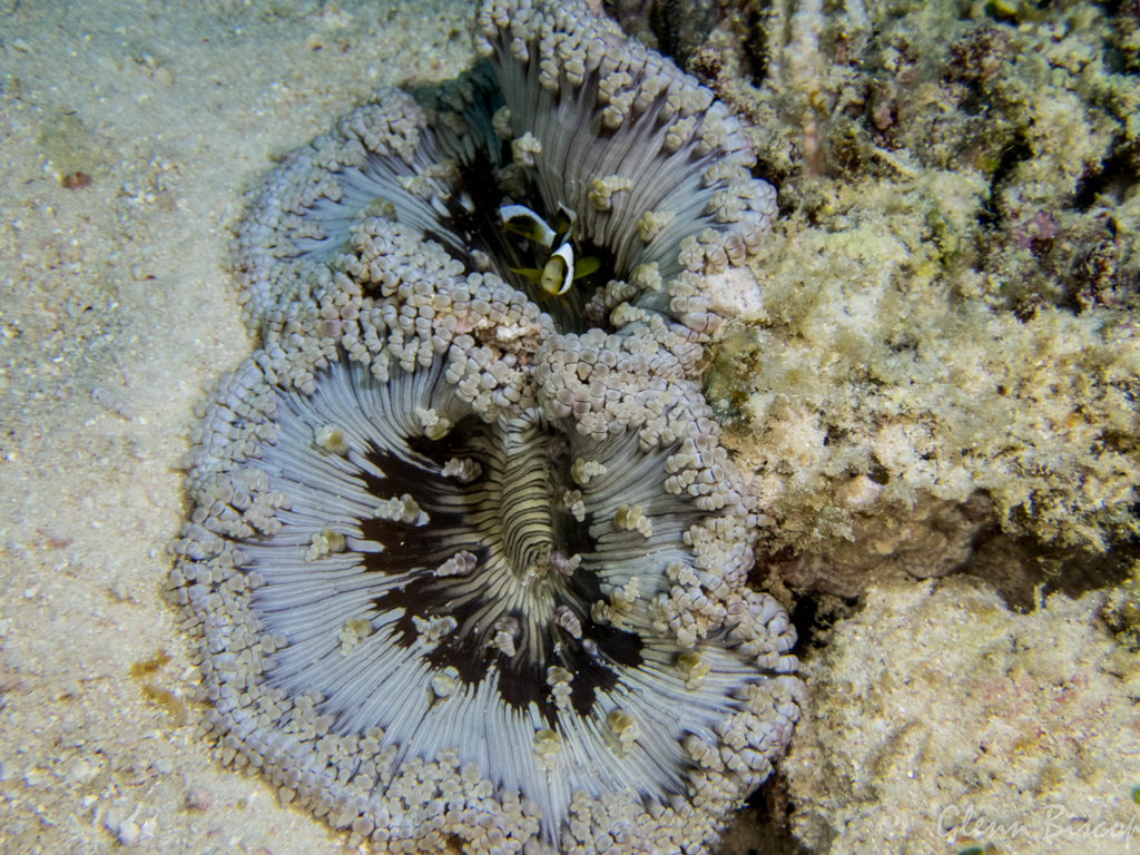 Sand Anemone White