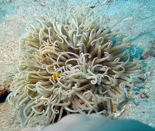 Sea anemone Purple