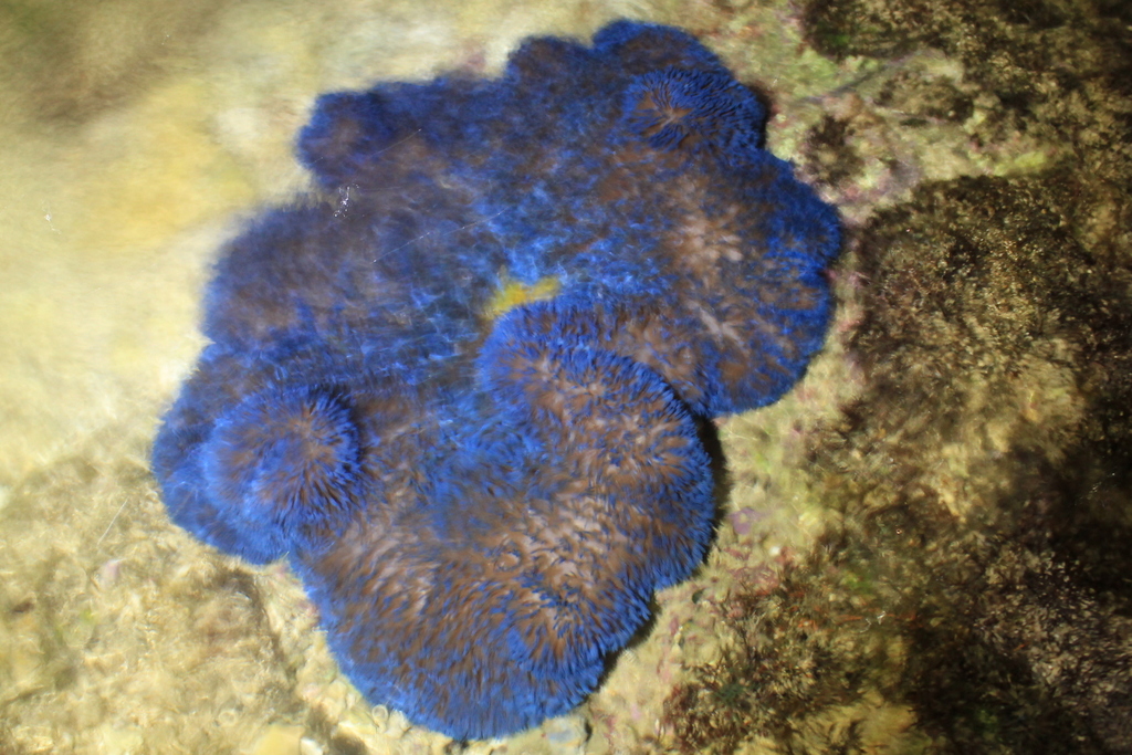 Photo of True Carpet Anemone Brown