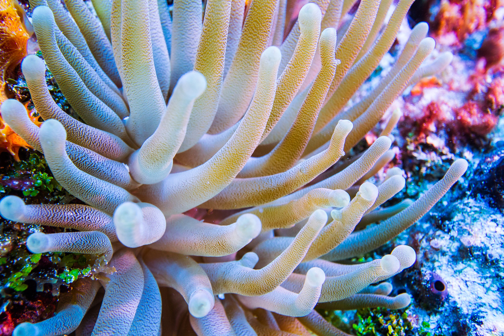 Photo of Florida Anemone Pink