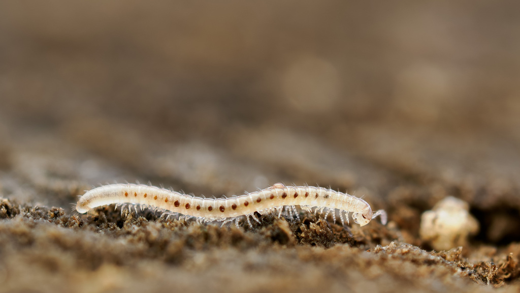 White red worm