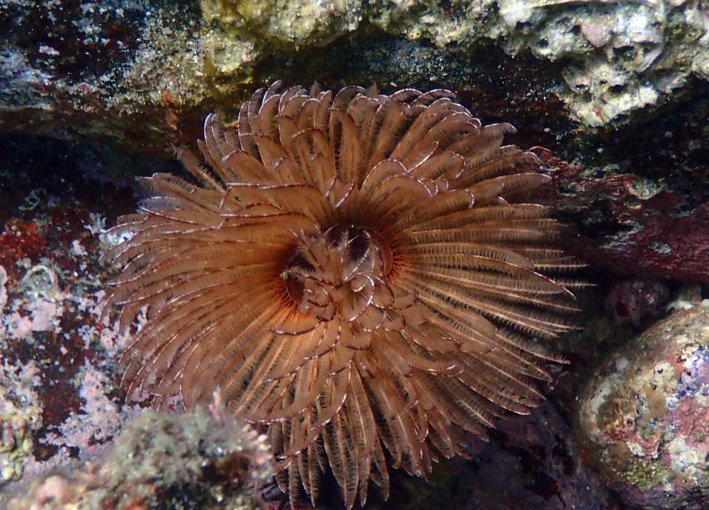 Japonica Worm