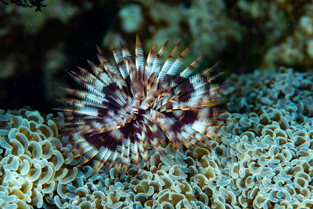 Photo of Finger tube worm
