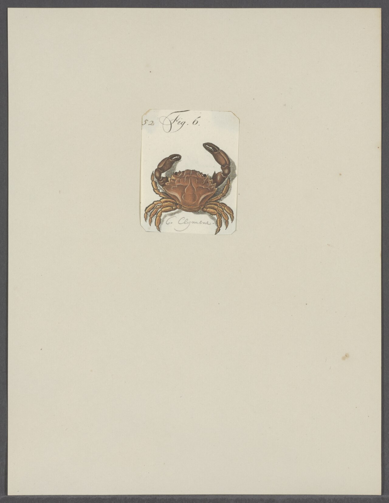 Black Crab