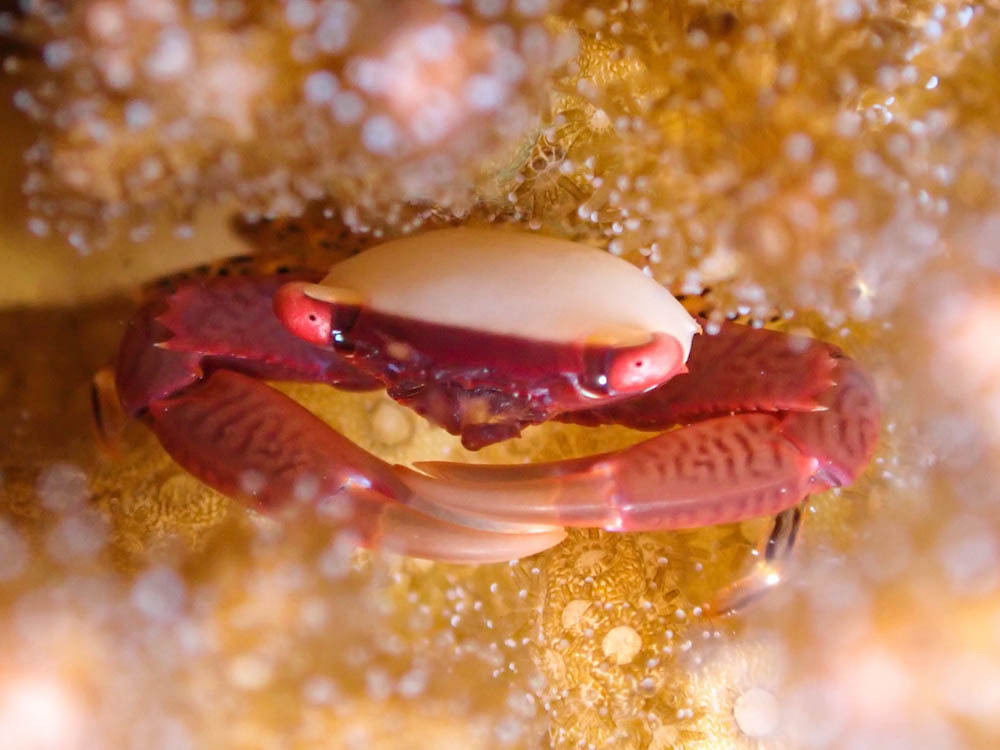 Spotted-leg Guard Crabs