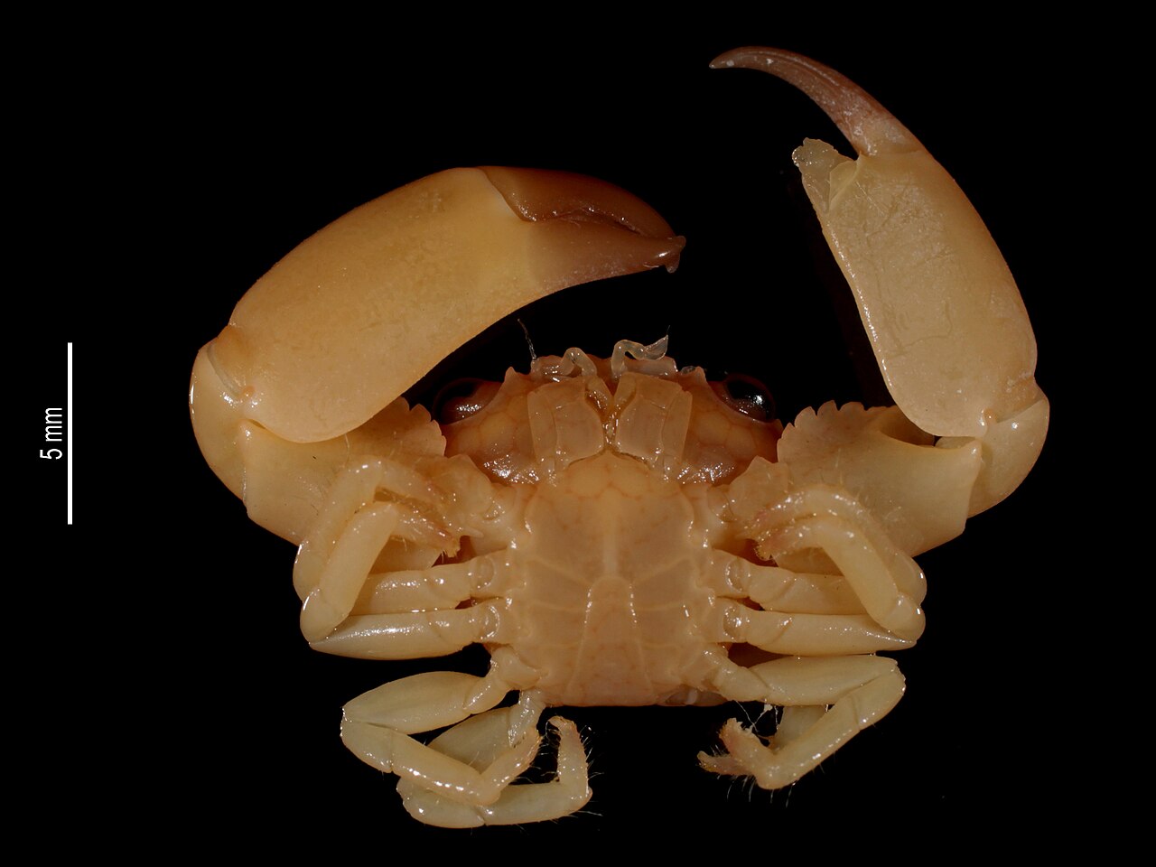 Tiny trapeziid crab
