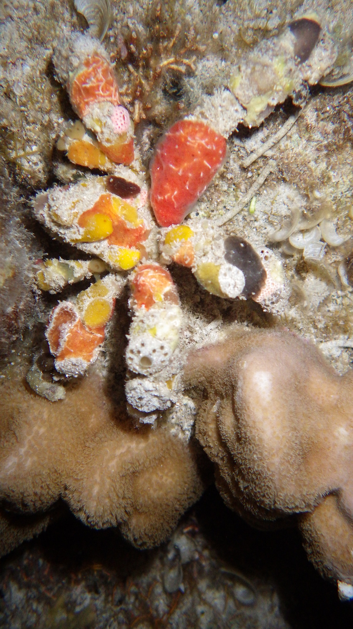 Spider Decorator Crab