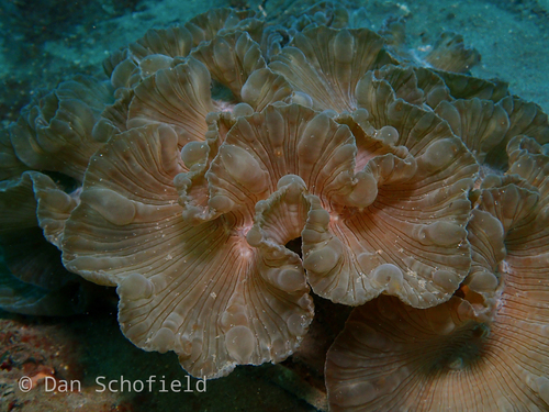 White Fox Coral