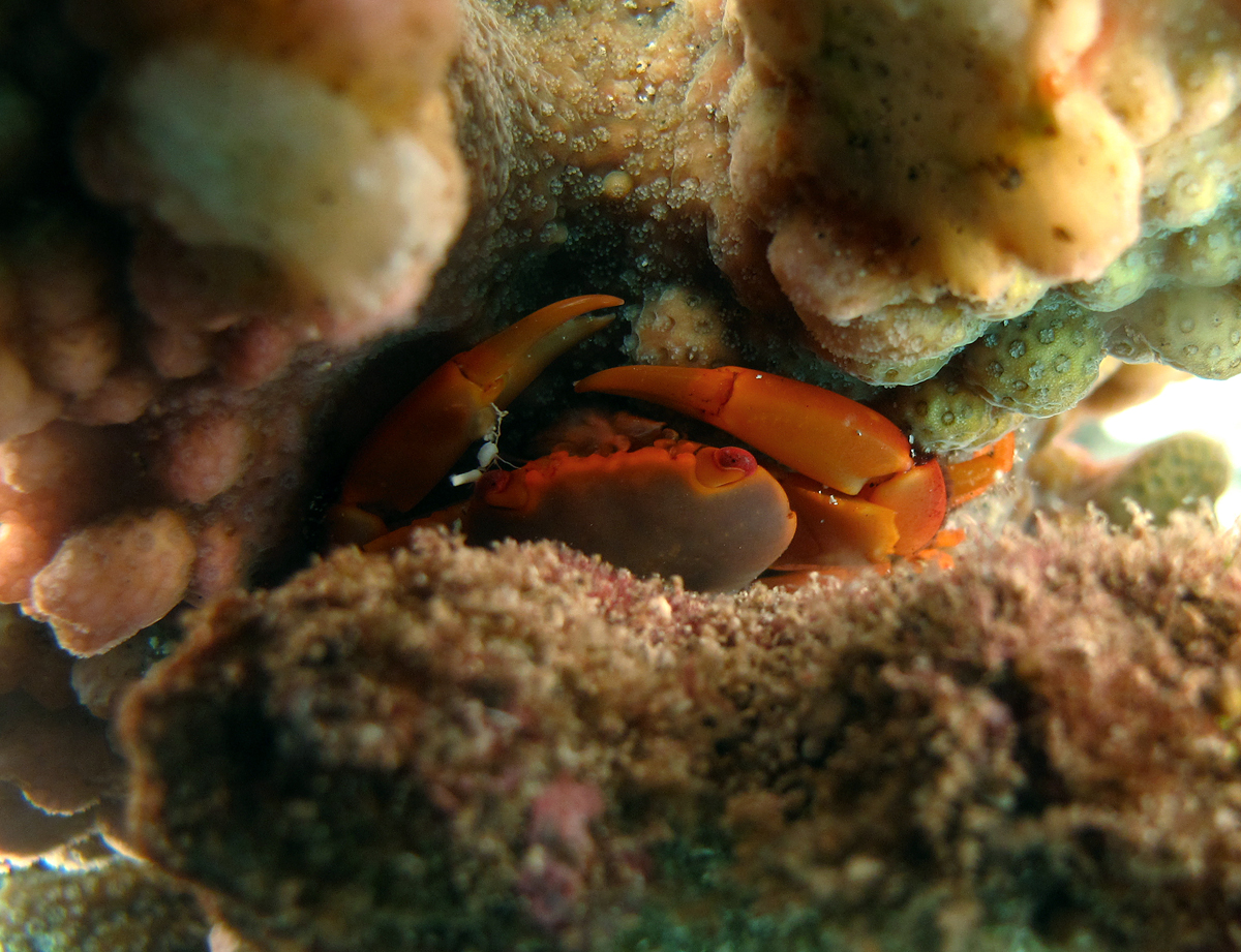 Rusty Guard Crab