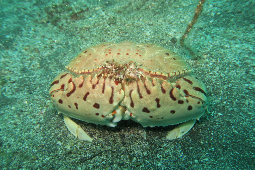 box crab