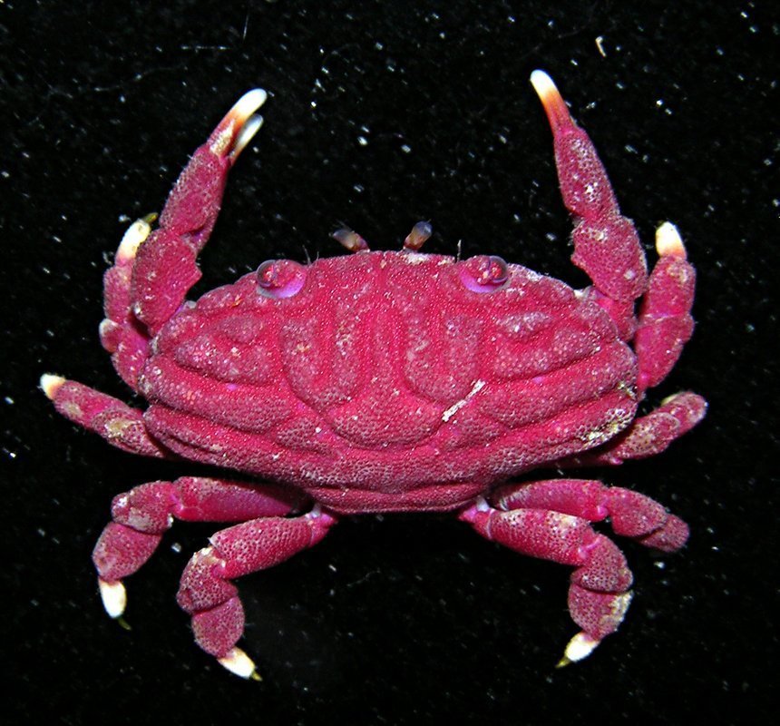 Corrugated Liomera Crabs