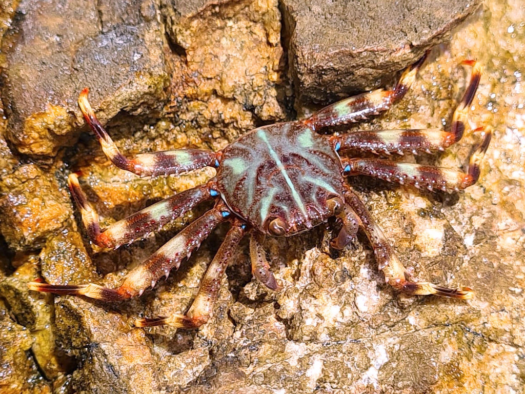 Photo of Sally Lightfoot Crab