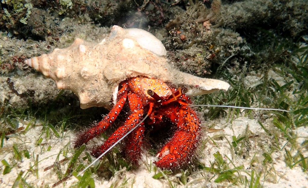 Hermit crabs