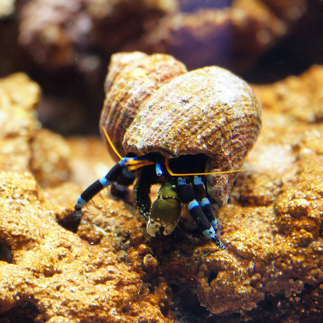 Photo of Electric Orange Hermit Crab