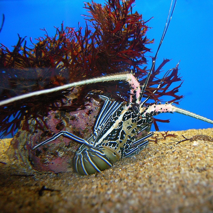 Painted Lobster