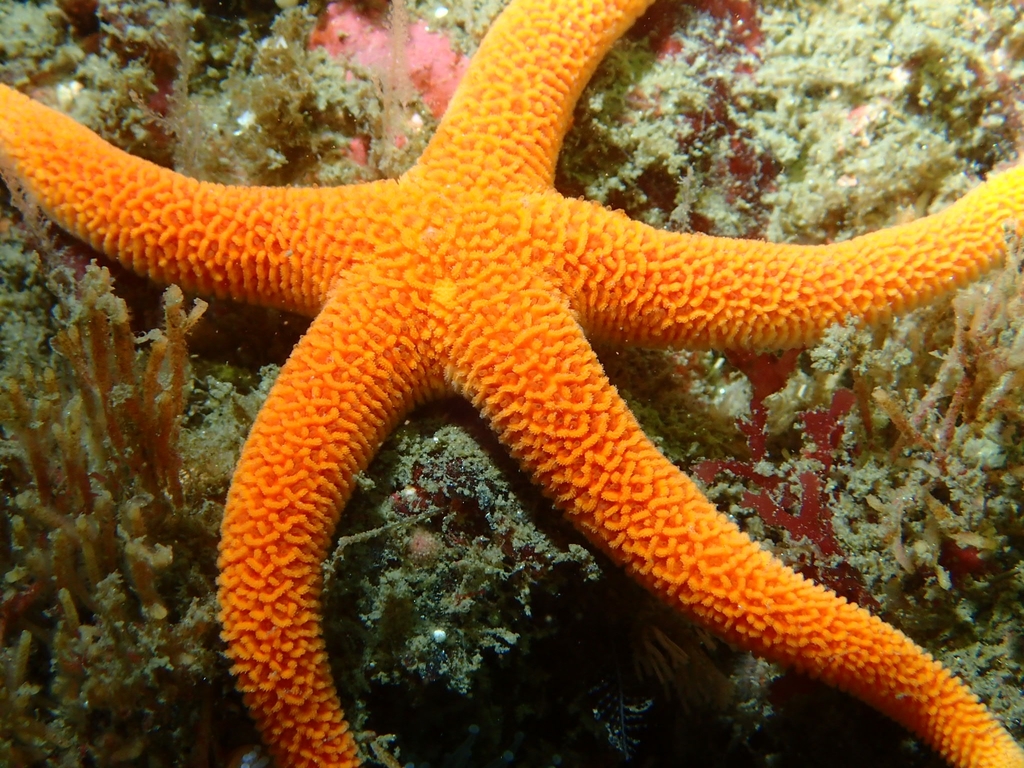 Lombok star