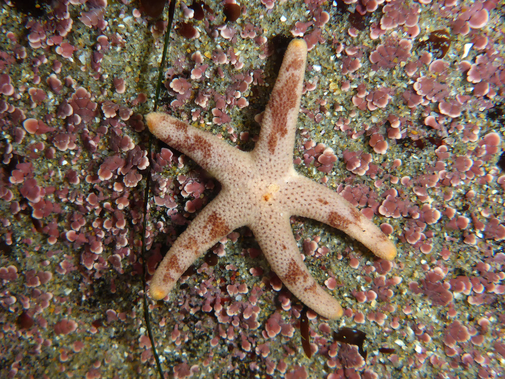 New Sea Ster