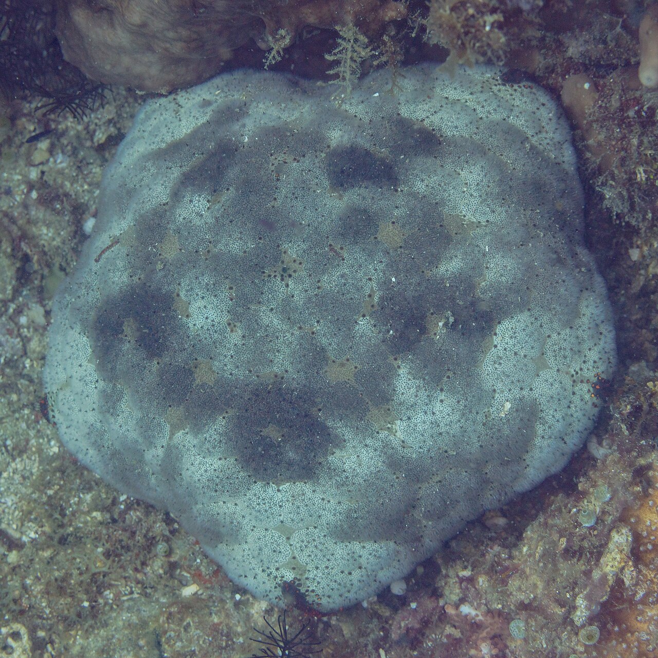 Grannular Sea Star
