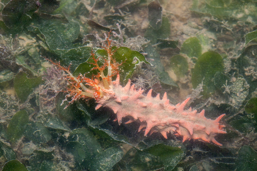 PinkSea Cucumber