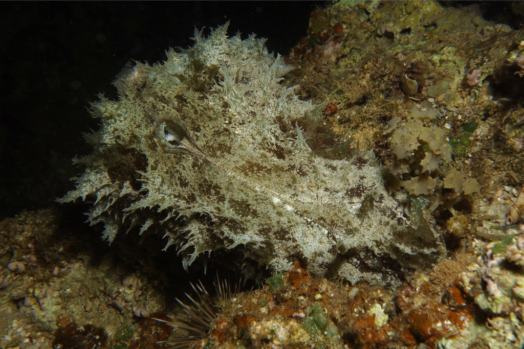 wedge sea hare