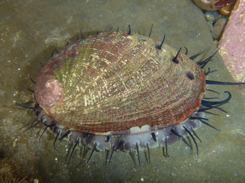 Nordotis discus discus