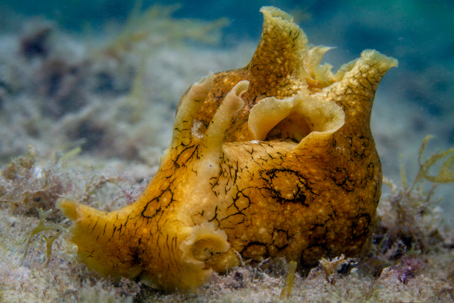 Spotted Sea Hare