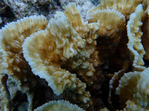 Red Oxypora Coral