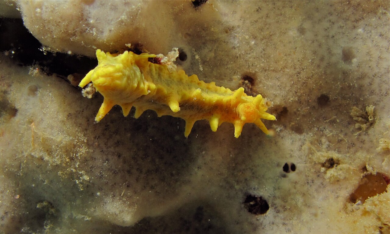 Photo of Yellow cucumber