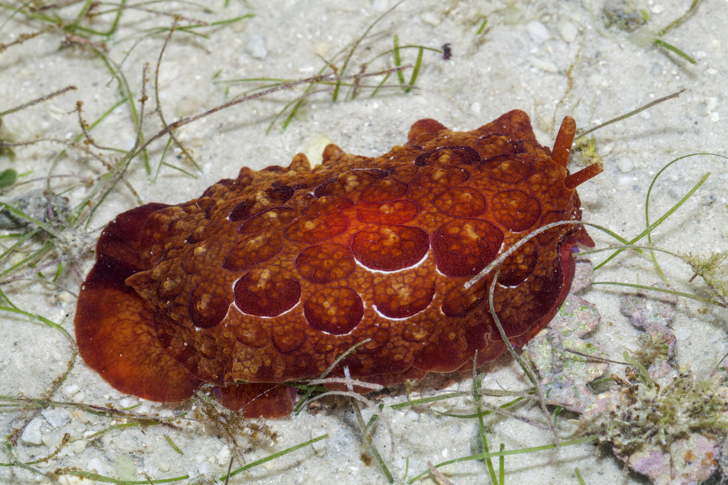 Forsskal's Slug