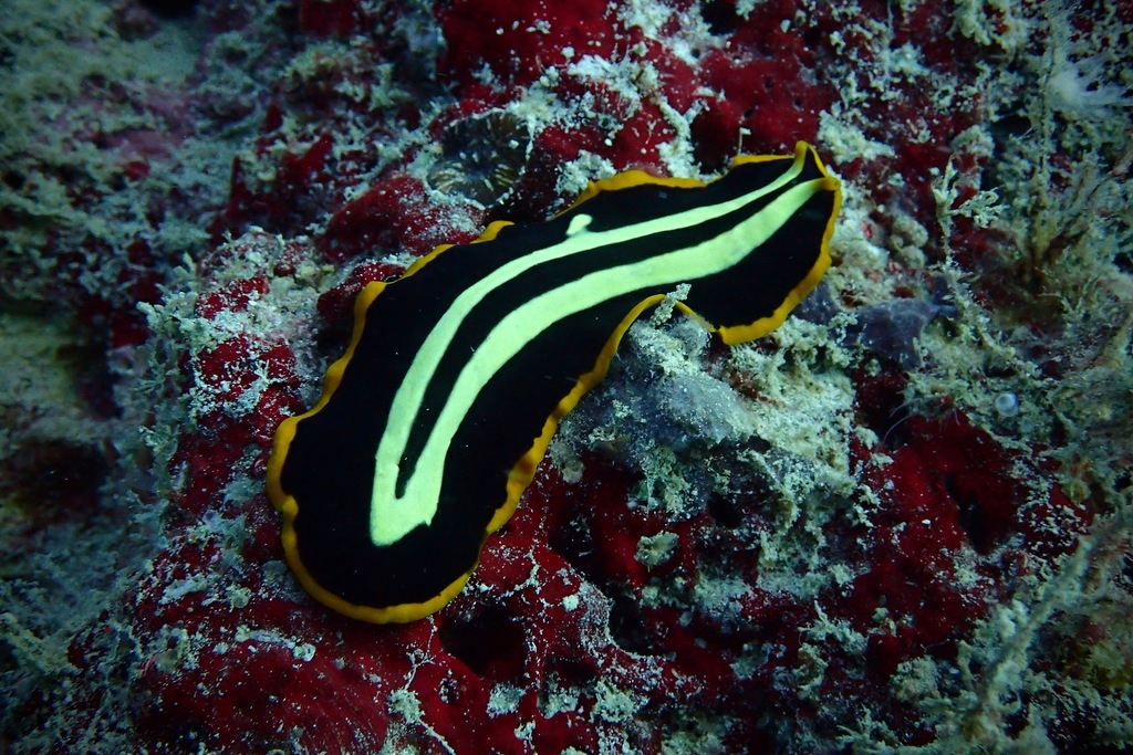 Dance Slugs