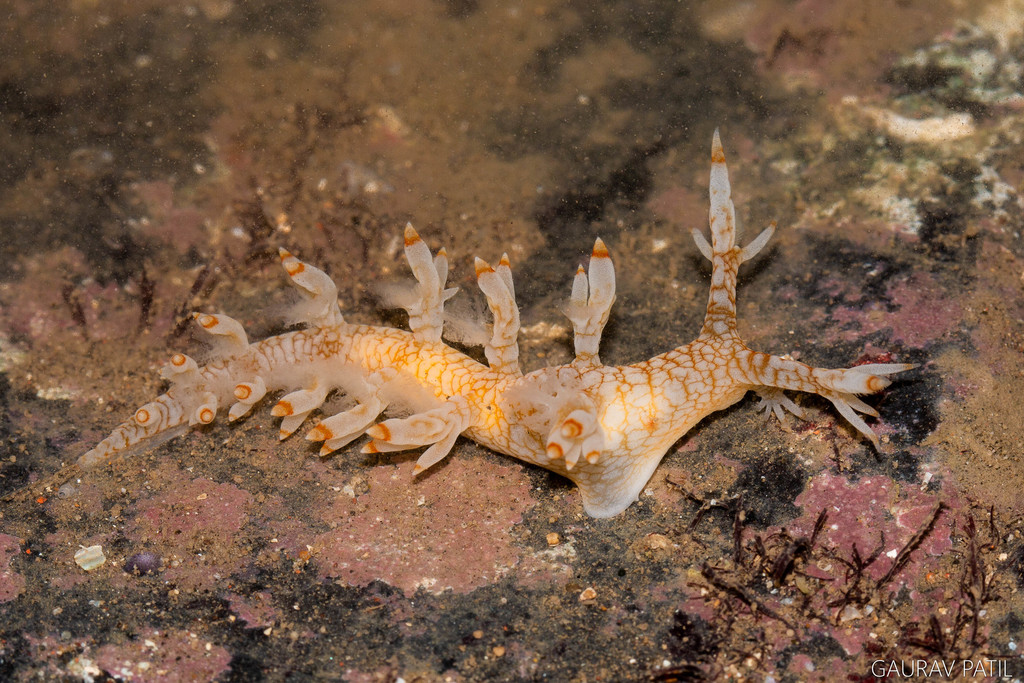 Bornella stellifer