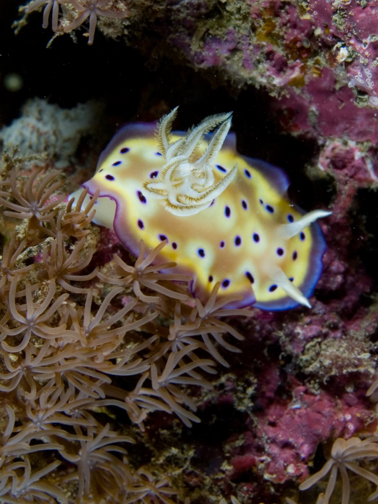 Pretty Slugs