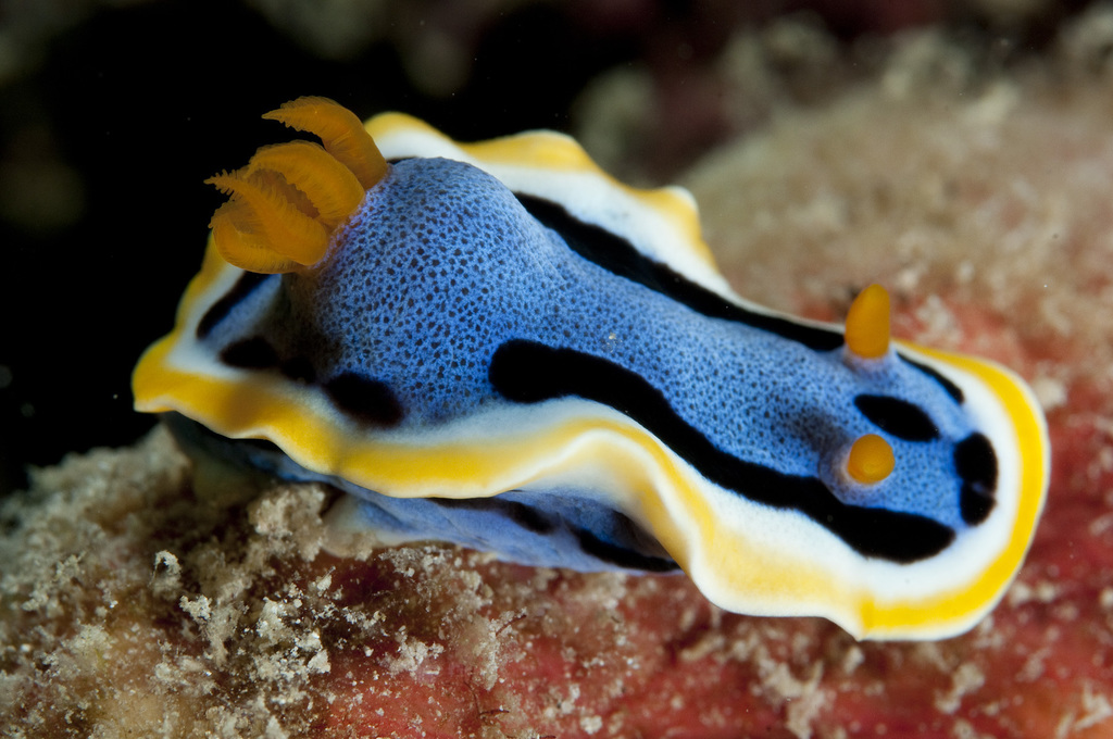 Purple Slug