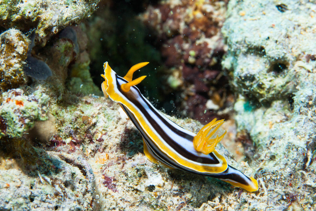 Rainbow slugs