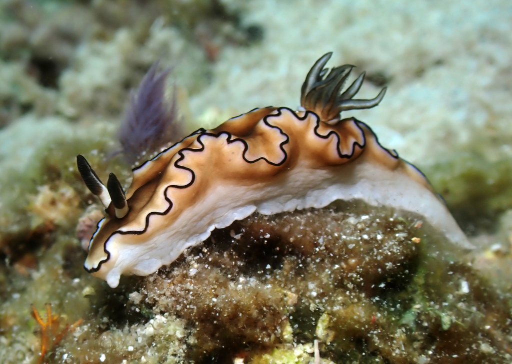 atromarginata slugs