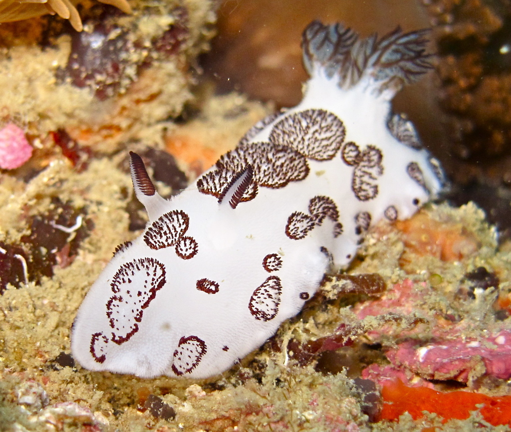 Black Spot Jorunna